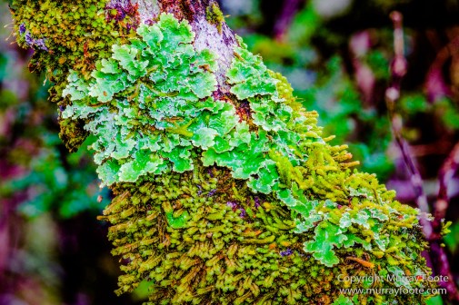 Australia, Cathedral Mountain, Landscape, Macro, Nature, Overland Track, Pelion Hut, Photography, Tasmania, Travel, Waterfall, Wilderness