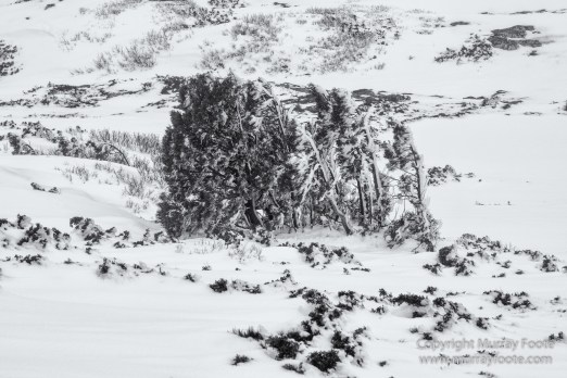 Australia, Black and White, Landscape, Monochrome, Nature, Overland Track, Photography, Tasmania, Travel, Wilderness