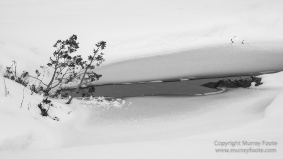 Australia, Black and White, Landscape, Monochrome, Nature, Overland Track, Photography, Tasmania, Travel, Wilderness