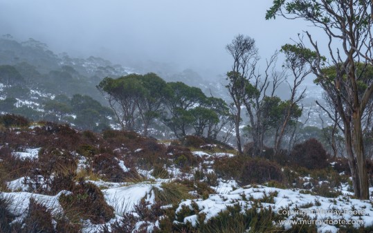 Australia, Barn Bluff, Landscape, Nature, Overland Track, Photography, Pine Forest Moor, Tasmania, Travel, Wilderness