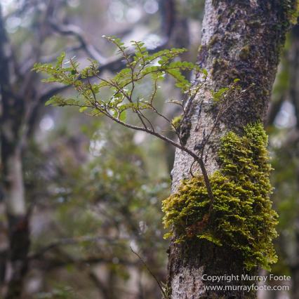 Australia, Barn Bluff, Landscape, Nature, Overland Track, Photography, Pine Forest Moor, Tasmania, Travel, Wilderness