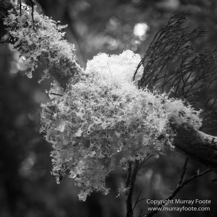 Australia, Black and White, Landscape, Monochrome, Nature, Overland Track, Photography, Tasmania, Travel, Wilderness