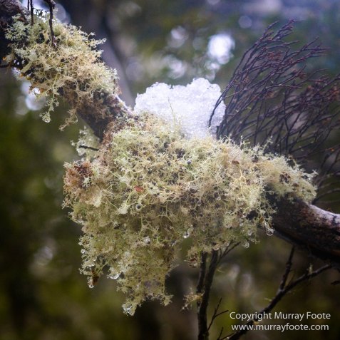 Australia, Barn Bluff, Landscape, Nature, Overland Track, Photography, Pine Forest Moor, Tasmania, Travel, Wilderness