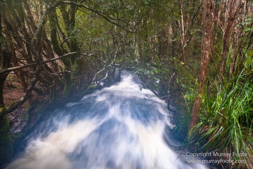 Australia, Landscape, Nature, Overland Track, Pelion Plains, Photography, Pine Forest Moor, Tasmania, Travel, Waterfall, Wilderness