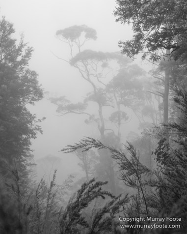 Australia, Black and White, Landscape, Monochrome, Nature, Overland Track, Photography, Tasmania, Travel, Wilderness