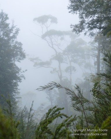 Australia, Landscape, Nature, Overland Track, Pelion Plains, Photography, Pine Forest Moor, Tasmania, Travel, Waterfall, Wilderness