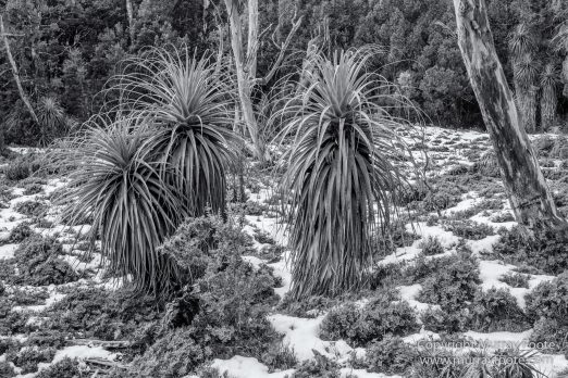 Australia, Black and White, Landscape, Monochrome, Nature, Overland Track, Photography, Tasmania, Travel, Wilderness