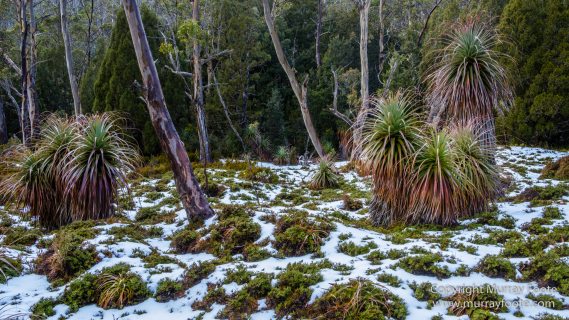 Australia, Landscape, Nature, Overland Track, Pelion Plains, Photography, Tasmania, Travel, Waterfall, Wilderness