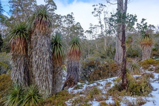 Australia, Landscape, Nature, Overland Track, Pelion Plains, Photography, Tasmania, Travel, Waterfall, Wilderness