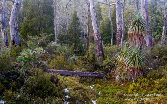 Australia, Landscape, Nature, Overland Track, Pelion Plains, Photography, Tasmania, Travel, Waterfall, Wilderness