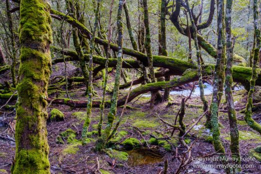 Australia, Landscape, Nature, Overland Track, Pelion Plains, Photography, Tasmania, Travel, Waterfall, Wilderness