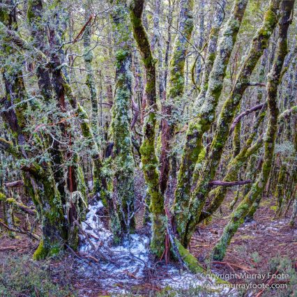 Australia, Landscape, Nature, Overland Track, Pelion Plains, Photography, Tasmania, Travel, Waterfall, Wilderness