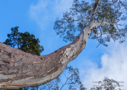 Australia, Landscape, Nature, Overland Track, Pelion Plains, Photography, Tasmania, Travel, Waterfall, Wilderness
