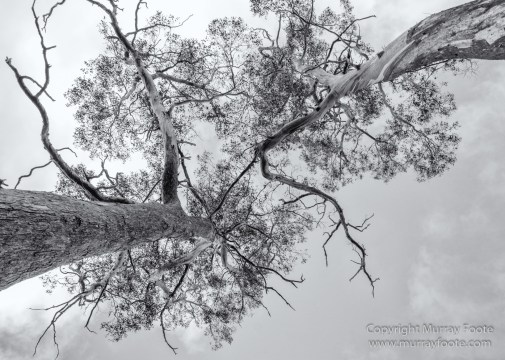 Australia, Black and White, Landscape, Monochrome, Nature, Overland Track, Photography, Tasmania, Travel, Wilderness