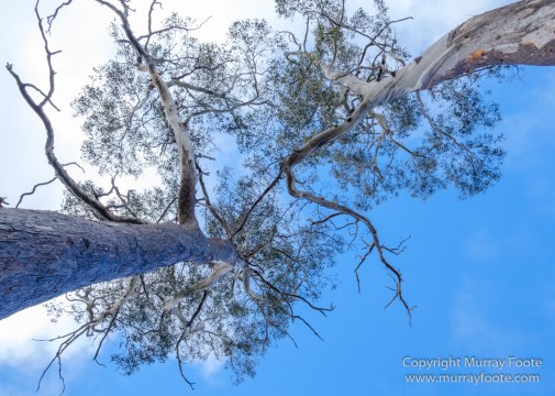 Australia, Landscape, Nature, Overland Track, Pelion Plains, Photography, Tasmania, Travel, Waterfall, Wilderness