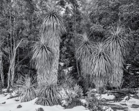 Australia, Black and White, Landscape, Monochrome, Nature, Overland Track, Photography, Tasmania, Travel, Wilderness