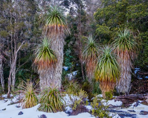 Australia, Landscape, Nature, Overland Track, Pelion Plains, Photography, Tasmania, Travel, Waterfall, Wilderness