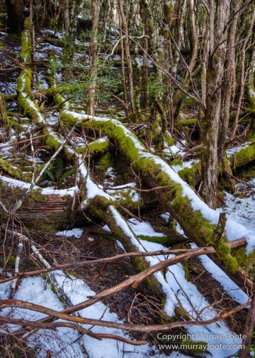 Australia, Landscape, Nature, Overland Track, Pelion Plains, Photography, Tasmania, Travel, Waterfall, Wilderness