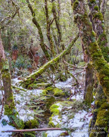 Australia, Landscape, Nature, Overland Track, Pelion Plains, Photography, Tasmania, Travel, Waterfall, Wilderness