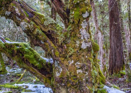 Australia, Landscape, Nature, Overland Track, Pelion Plains, Photography, Tasmania, Travel, Waterfall, Wilderness