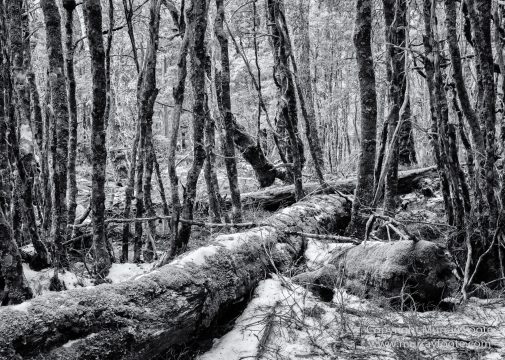 Australia, Black and White, Landscape, Monochrome, Nature, Overland Track, Photography, Tasmania, Travel, Wilderness