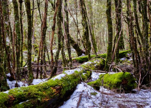 Australia, Landscape, Nature, Overland Track, Pelion Plains, Photography, Tasmania, Travel, Waterfall, Wilderness