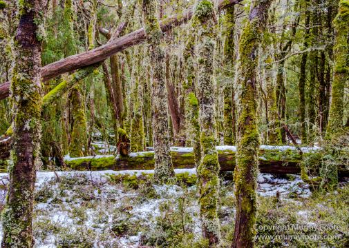 Australia, Landscape, Nature, Overland Track, Pelion Plains, Photography, Tasmania, Travel, Waterfall, Wilderness