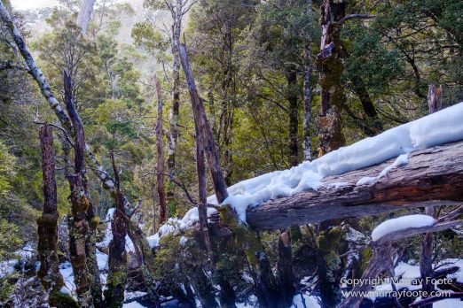 Australia, Landscape, Nature, Overland Track, Pelion Plains, Photography, Tasmania, Travel, Waterfall, Wilderness