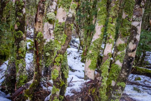 Australia, Landscape, Nature, Overland Track, Pelion Plains, Photography, Tasmania, Travel, Waterfall, Wilderness
