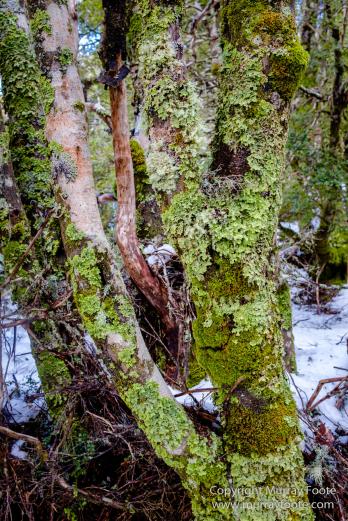 Australia, Landscape, Nature, Overland Track, Pelion Plains, Photography, Tasmania, Travel, Waterfall, Wilderness