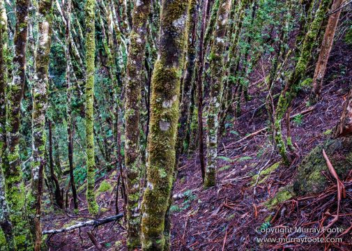 Australia, Cathedral Mountain, Landscape, Macro, Nature, Overland Track, Pelion Hut, Photography, Tasmania, Travel, Waterfall, Wilderness