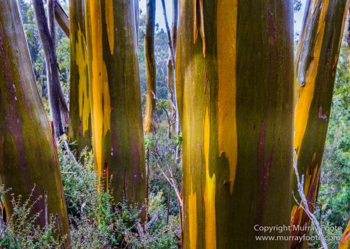 Australia, Cathedral Mountain, Landscape, Macro, Nature, Overland Track, Pelion Hut, Photography, Tasmania, Travel, Waterfall, Wilderness