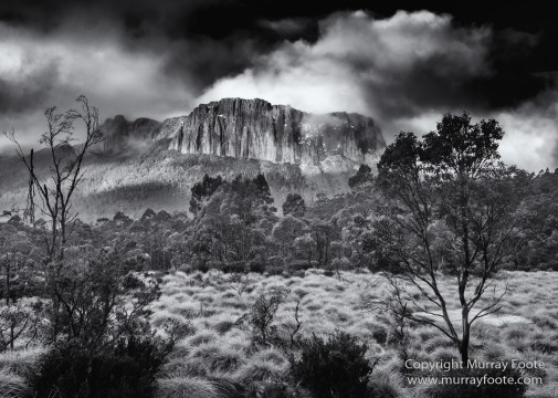 Australia, Black and White, Landscape, Macro, Monochrome, Nature, Overland Track, Photography, Tasmania, Travel, Wilderness