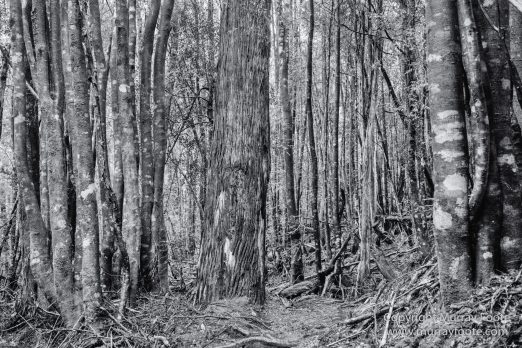Australia, Black and White, Landscape, Macro, Monochrome, Nature, Overland Track, Photography, Tasmania, Travel, Wilderness