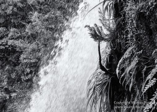 Australia, Black and White, Landscape, Macro, Monochrome, Nature, Overland Track, Photography, Tasmania, Travel, Wilderness
