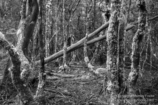 Australia, Black and White, Landscape, Macro, Monochrome, Nature, Overland Track, Photography, Tasmania, Travel, Wilderness