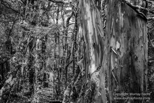 Australia, Black and White, Landscape, Macro, Monochrome, Nature, Overland Track, Photography, Tasmania, Travel, Wilderness