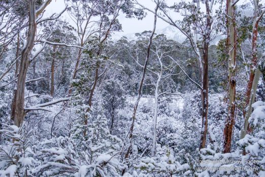 Australia, Bert Nichols Hut, Landscape, Narcissus Bay, Nature, Overland Track, Photography, Tasmania, Travel, Wilderness