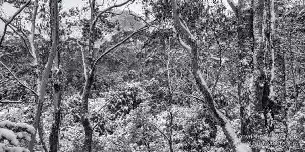 Australia, Black and White, Landscape, Macro, Monochrome, Nature, Overland Track, Photography, Tasmania, Travel, Wilderness