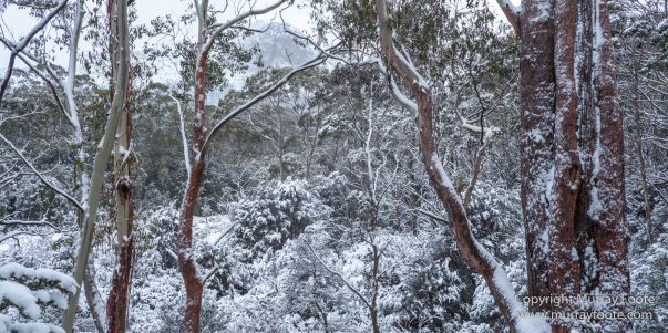 Australia, Bert Nichols Hut, Landscape, Narcissus Bay, Nature, Overland Track, Photography, Tasmania, Travel, Wilderness