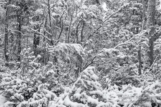 Australia, Black and White, Landscape, Macro, Monochrome, Nature, Overland Track, Photography, Tasmania, Travel, Wilderness