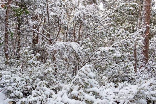 Australia, Bert Nichols Hut, Landscape, Narcissus Bay, Nature, Overland Track, Photography, Tasmania, Travel, Wilderness