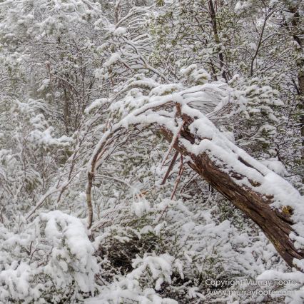 Australia, Bert Nichols Hut, Landscape, Narcissus Bay, Nature, Overland Track, Photography, Tasmania, Travel, Wilderness
