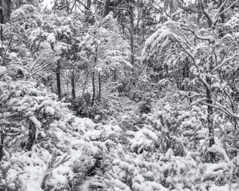 Australia, Black and White, Landscape, Macro, Monochrome, Nature, Overland Track, Photography, Tasmania, Travel, Wilderness