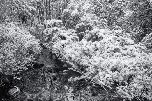 Australia, Black and White, Landscape, Macro, Monochrome, Nature, Overland Track, Photography, Tasmania, Travel, Wilderness