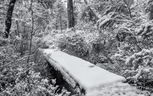 Australia, Black and White, Landscape, Macro, Monochrome, Nature, Overland Track, Photography, Tasmania, Travel, Wilderness