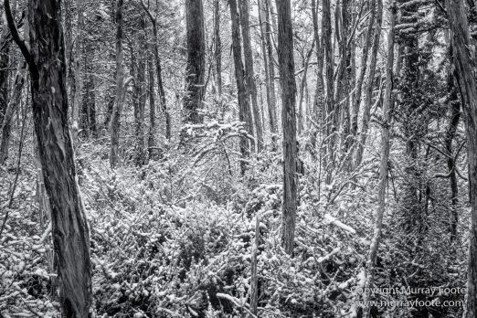 Australia, Black and White, Landscape, Macro, Monochrome, Nature, Overland Track, Photography, Tasmania, Travel, Wilderness