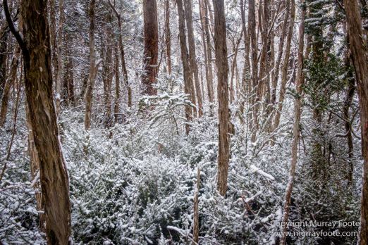 Australia, Bert Nichols Hut, Landscape, Narcissus Bay, Nature, Overland Track, Photography, Tasmania, Travel, Wilderness