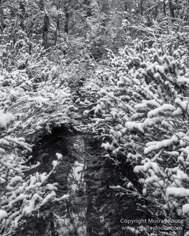 Australia, Black and White, Landscape, Macro, Monochrome, Nature, Overland Track, Photography, Tasmania, Travel, Wilderness