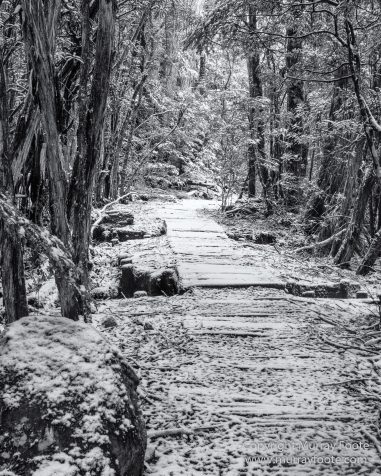 Australia, Black and White, Landscape, Macro, Monochrome, Nature, Overland Track, Photography, Tasmania, Travel, Wilderness